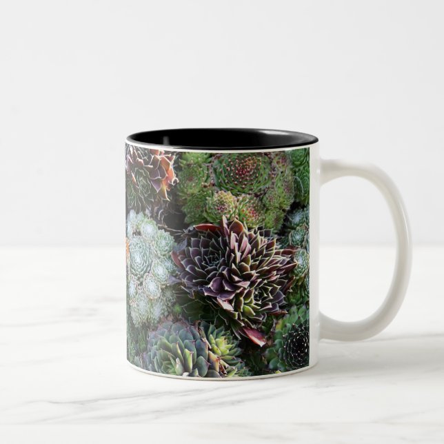 Sempervivum mugg (Höger)