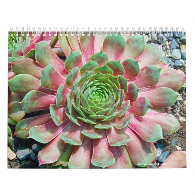 Sempervivum och Jovibarba Kalender (Omslag)