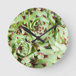 Sempervivum Rund Klocka
