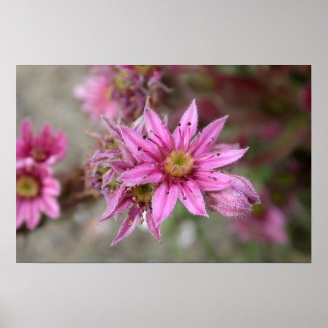 Sempervivum tectorum poster (Framsidan)