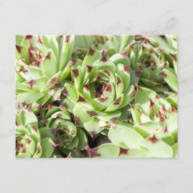Sempervivum