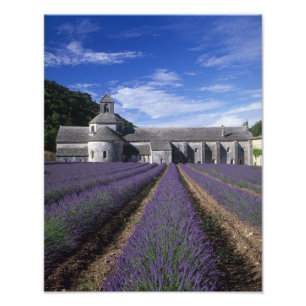 Senanque Abbey, Gordes, Vaucluse, Provence, Fototryck