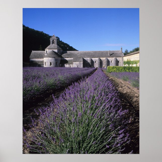 Senanque Abbey, Gordes, Vaucluse, Provence Poster (Framsidan)