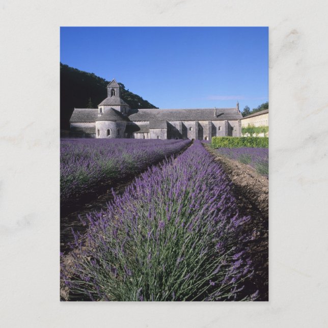 Senanque Abbey, Gordes, Vaucluse, Provence, Vykort (Framsida)