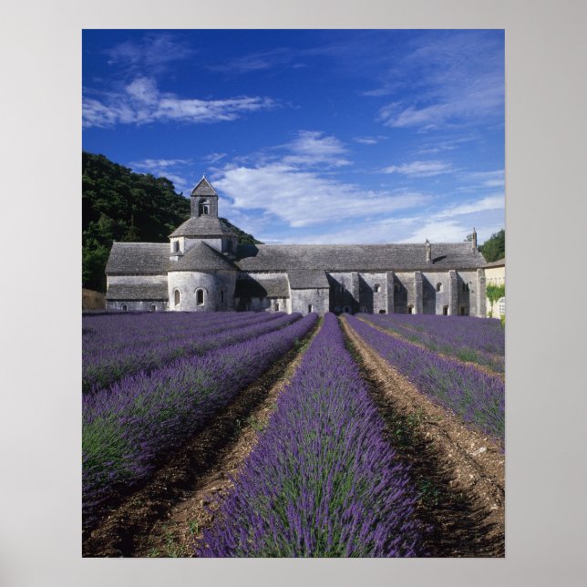 Senanque kloster, Gordes, Vaucluse, Provence, Poster (Framsidan)