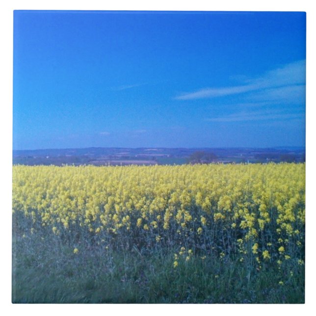 Senap Fält keramik Tile 6 tum x 6 tum  Kakelplatta (Framsidan)