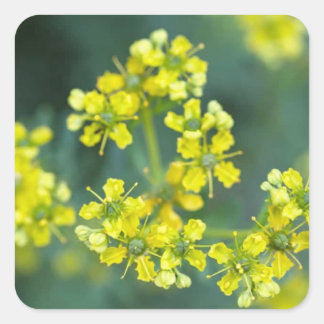 Senapsblommor, Klistermärkesark med 20, 3,8x3,8 cm Fyrkantigt Klistermärke