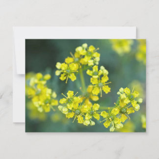 Senapsblommor, Välkomstkort