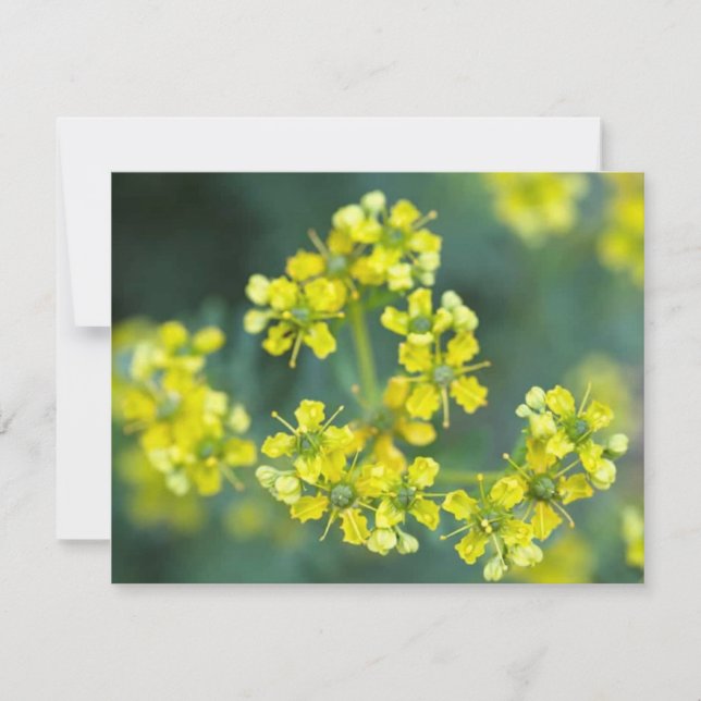 Senapsblommor, Välkomstkort (Framsida)