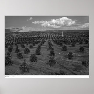 Senare dagen Saints Citrus Orchard nära Riverside Poster