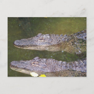 Senare Gator Vykort