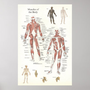 Senare muskelanatomiaffisch - som är anterior och poster