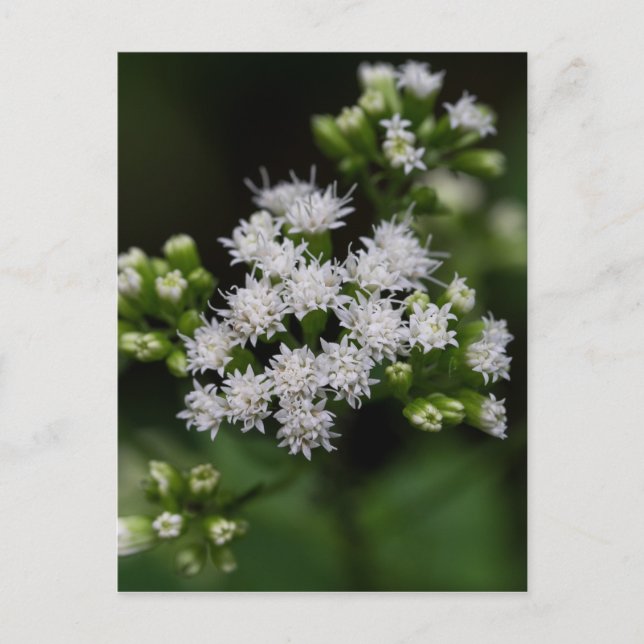 Senaste blommar Boneset White Wildblomma Postcard Vykort (Framsida)