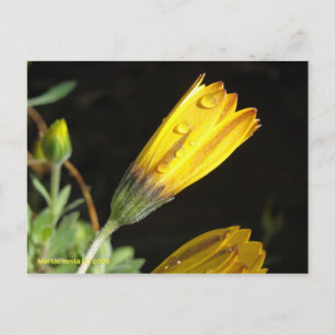 Senaste på en Gult-Daisy - vykort