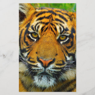 Senaste TIger Brevpapper
