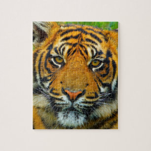 Senaste TIger Pussel