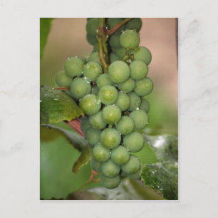 Seneca Grapes Vykort