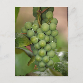Seneca Grapes Vykort