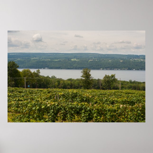 Seneca Sjö och Vineyards, New York Poster (Framsidan)