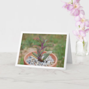 Senecio Crassissimus, Sukkulent Växt Kort