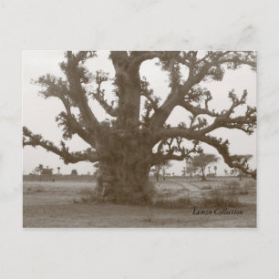 Senegal Baobab Träd Vykort