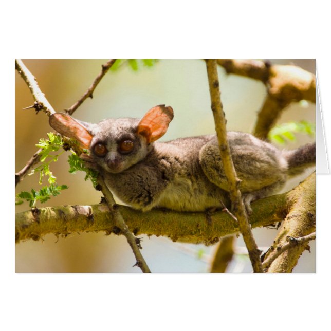 Senegal Bushbaby (Galago Senegalensis) Hälsningskort (Framsidan Horizontal)