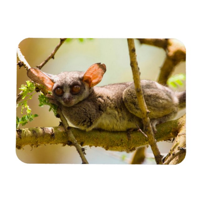 Senegal Bushbaby (Galago Senegalensis) Magnet (Horisontell)