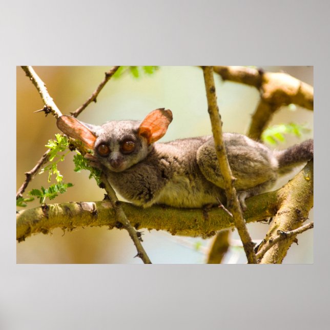 Senegal Bushbaby (Galago Senegalensis) Poster (Framsidan)