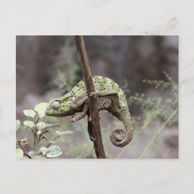 Senegal chameleon, Chamaeleo senegalensis Vykort (Framsida)