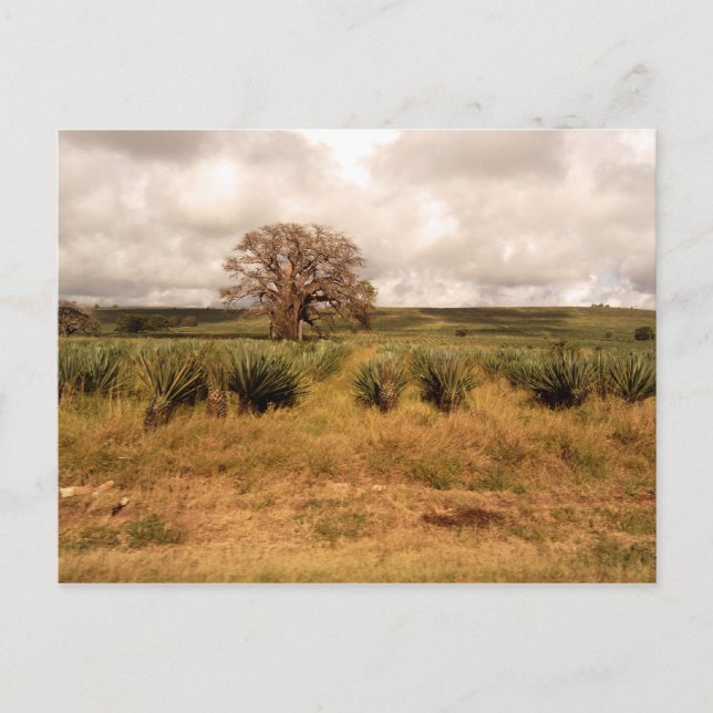 Senegal liggande vykort (Framsida)