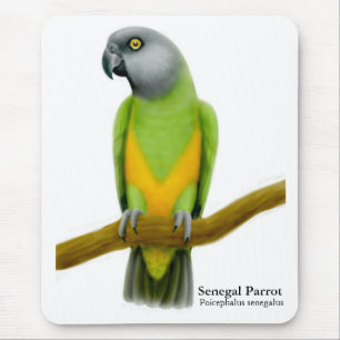 Senegal papegoja Mousepad Musmatta