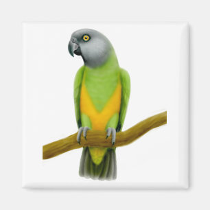 Senegal papegojamagnet magnet