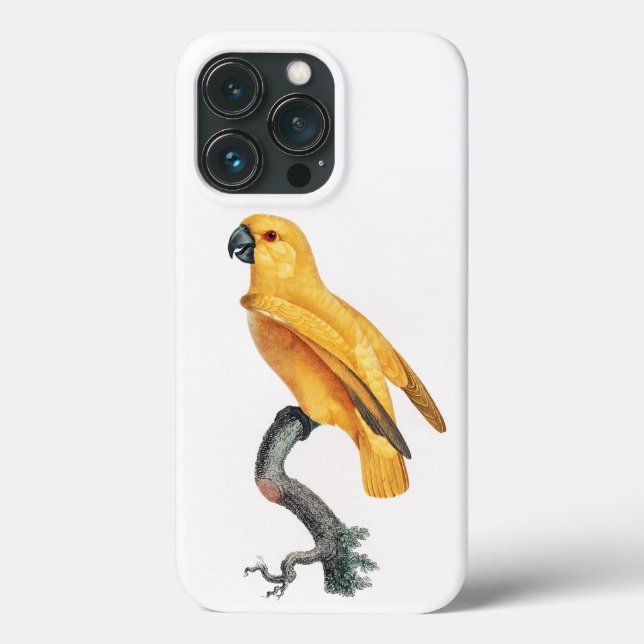 Senegal Parrot (Baksida)