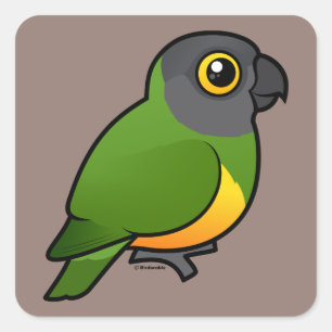 Senegal Parrot Fyrkantigt Klistermärke