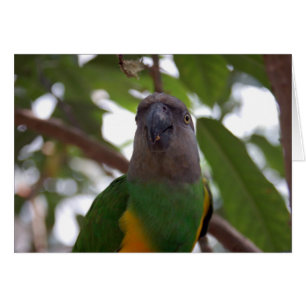 Senegal Parrot Hälsningskort