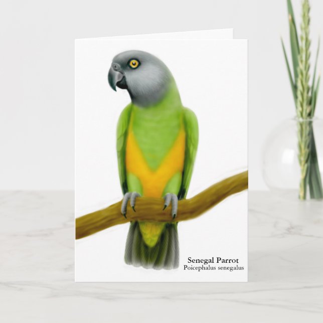 Senegal Parrot-hälsningskort Kort (Framsida)
