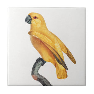 Senegal Parrot Kakelplatta