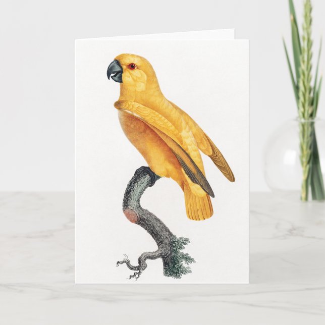 Senegal Parrot Kort (Framsida)