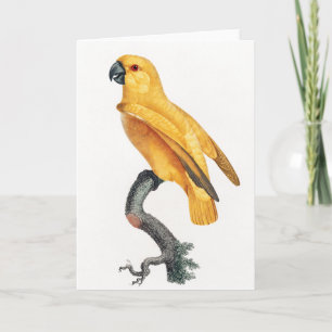 Senegal Parrot Kort