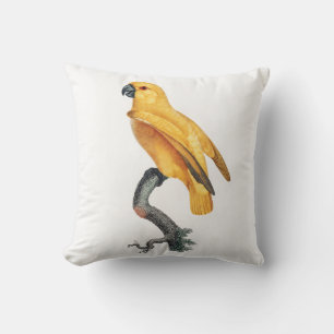 Senegal Parrot Kudde