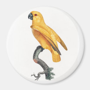 Senegal Parrot Magnet