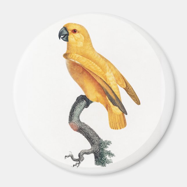 Senegal Parrot Magnet (Framsidan)