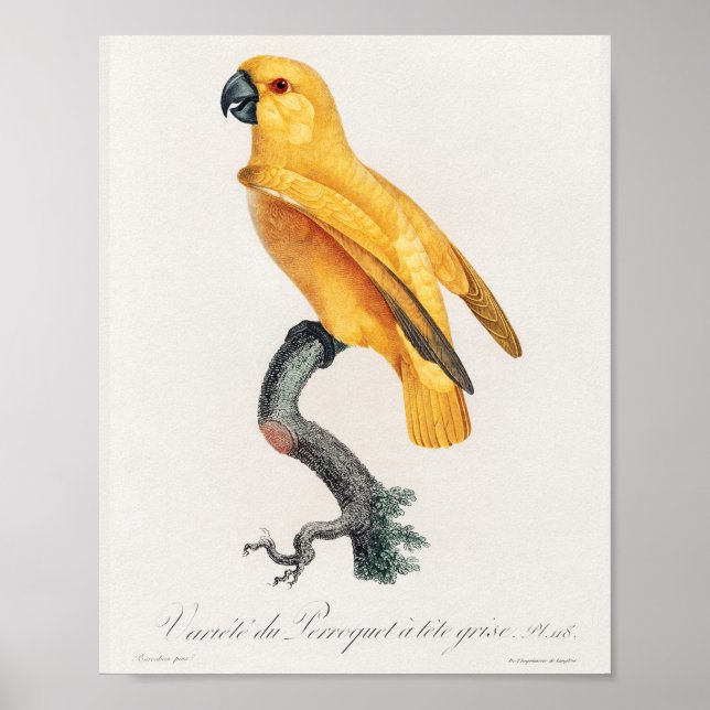 Senegal Parrot Poster (Framsidan)