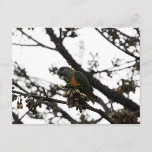 Senegal Parrot Vykort