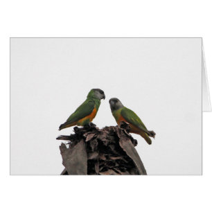 Senegal Parrots Hälsningskort