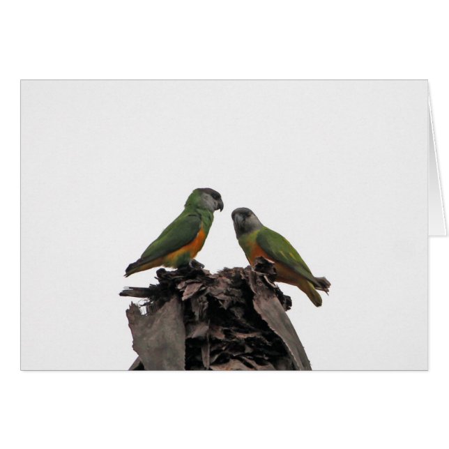 Senegal Parrots Hälsningskort (Framsidan Horizontal)