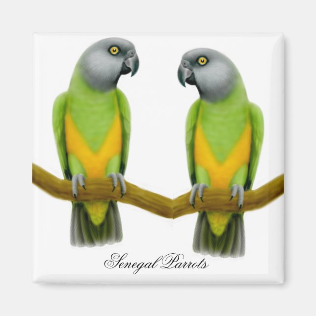 Senegal Parrots Magnet (Framsidan)
