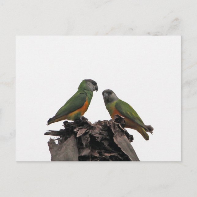 Senegal Parrots Vykort (Framsida)