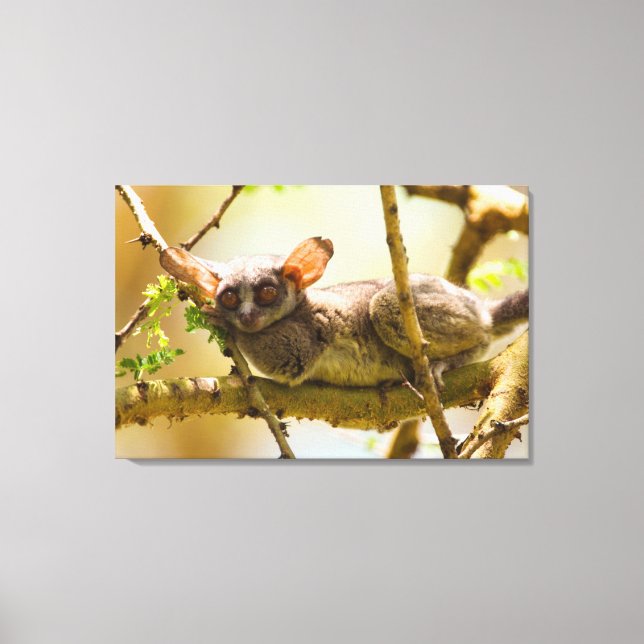 Senegalgalago (Galago Senegalensis) Canvastryck (Framsida)