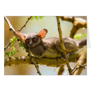 Senegalgalago (Galago Senegalensis) Hälsningskort